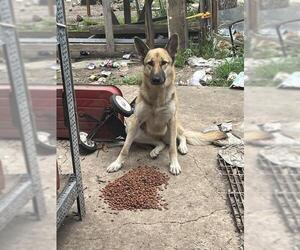 German Shepherd Dog Dogs for adoption in San Antonio, TX, USA
