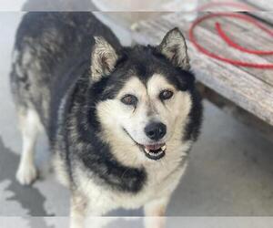- Mix Dogs for adoption in Tulsa, OK, USA