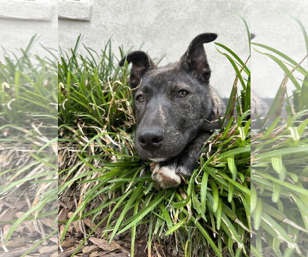 Medium Photo #5 Mutt Puppy For Sale in San Diego, CA, USA