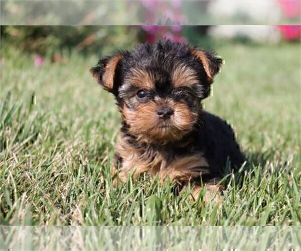 Medium Photo #28 Yorkshire Terrier Puppy For Sale in DALLAS, TX, USA