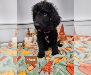 Goldendoodle Puppy for Sale in S HARRISN TWP, New Jersey USA