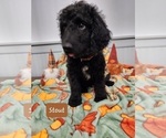 Small Photo #1 Goldendoodle Puppy For Sale in S HARRISN TWP, NJ, USA