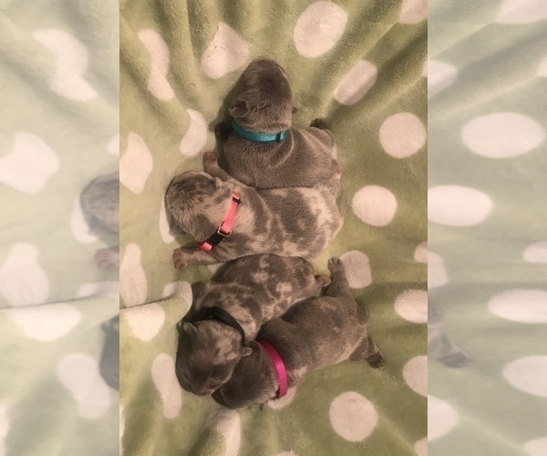 Medium Photo #7 French Bulldog Puppy For Sale in PLACERVILLE, CA, USA