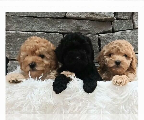 Medium Photo #2 Poodle (Miniature) Puppy For Sale in GORDONVILLE, PA, USA
