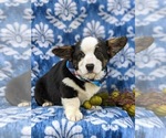 Small Photo #4 Pembroke Welsh Corgi Puppy For Sale in ELKTON, MD, USA