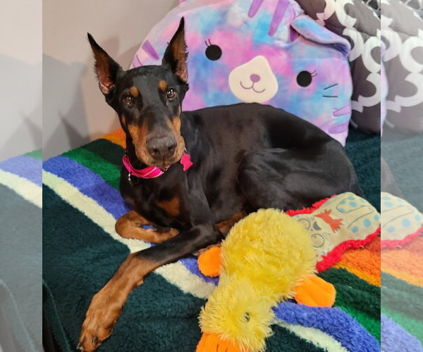 Medium Photo #10 Doberman Pinscher Puppy For Sale in Minneaoplis, MN, USA