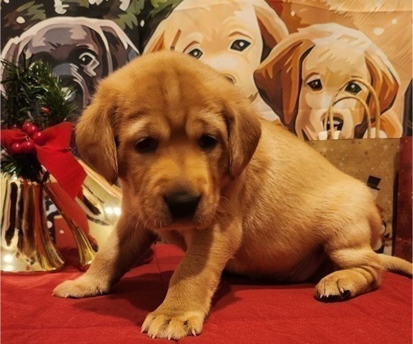 Medium Photo #20 Labrador Retriever Puppy For Sale in BUFFALO, NY, USA