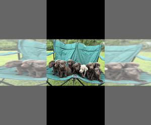 Labrador Retriever Puppy for sale in RAYTOWN, MO, USA