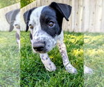 Small #14 Border Collie Mix