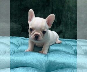 French Bulldog Puppy for sale in JOHNS ISLAND, SC, USA