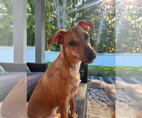 Medium Photo #1 Mutt Puppy For Sale in Sanderson, FL, USA