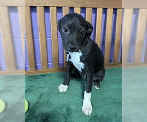 Boston Terrier-Unknown Mix Dogs for adoption in Genesee, WI, USA
