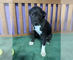 Small Boston Terrier Mix