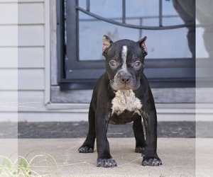 American Bully Puppy for sale in CHAMPAIGN, IL, USA