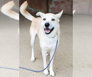 Luna - Female Siberian Husky-Unknown Mix Dog for Adoption - Photo #2