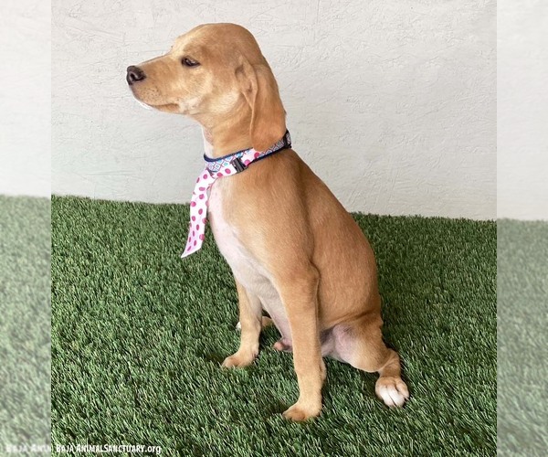 Medium Photo #3 Cheagle Puppy For Sale in San Diego, CA, USA