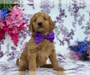 Goldendoodle Puppy for sale in LANCASTER, PA, USA