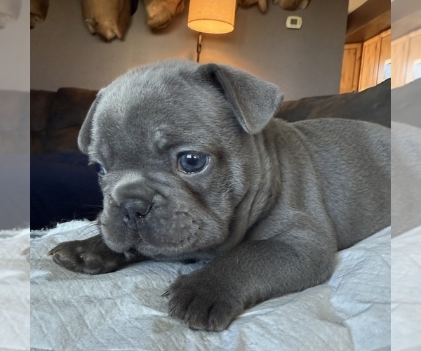 Medium Photo #4 French Bulldog Puppy For Sale in BIG RAPIDS, MI, USA