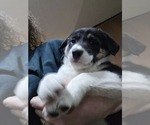 Small #1 Border Collie
