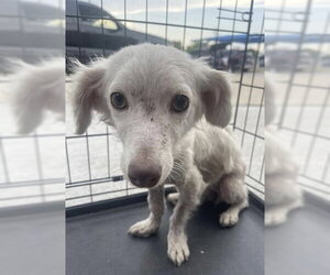 Dachshund-Unknown Mix Dogs for adoption in Andover, MN, USA