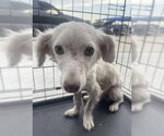 Small Dachshund Mix