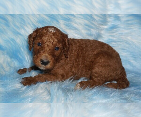 Medium Photo #1 Labradoodle Puppy For Sale in LA HABRA, CA, USA