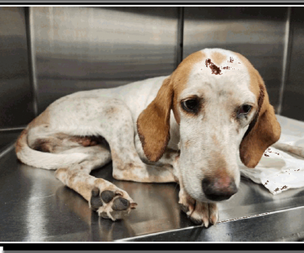 Medium Photo #3 Treeing Walker Coonhound Puppy For Sale in Tampa, FL, USA
