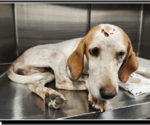 Small #2 Treeing Walker Coonhound