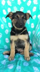 German Shepherd Dog Puppy for sale in LANCASTER, PA, USA
