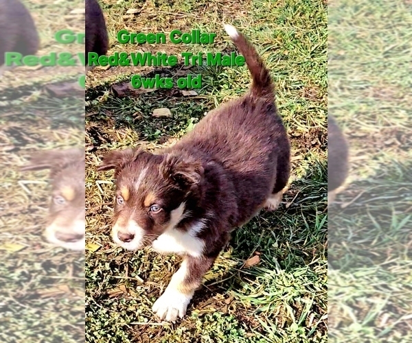 Medium Photo #2 Border Collie Puppy For Sale in BYBEE, TN, USA