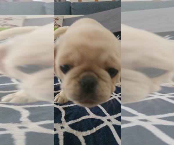 Medium Photo #2 Pug Puppy For Sale in NEW IPSWICH, NH, USA