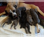 Small Photo #5 Boxer-Cane Corso Mix Puppy For Sale in CONTOOCOOK, NH, USA