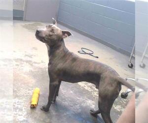 American Staffordshire Terrier Dogs for adoption in Tallahassee, FL, USA