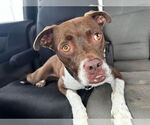 Small #1 American Staffordshire Terrier Mix