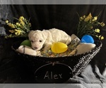 Image preview for Ad Listing. Nickname: Alex