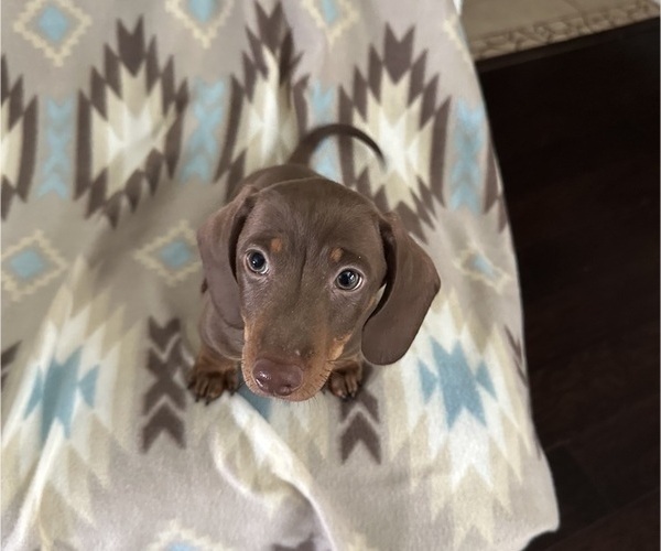 Medium Photo #4 Dachshund Puppy For Sale in MURFREESBORO, TN, USA