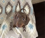 Small #3 Dachshund