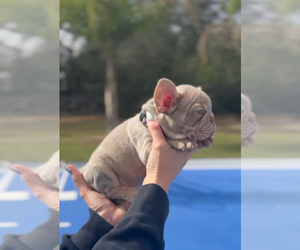 French Bulldog Puppy for sale in BROOKSVILLE, FL, USA