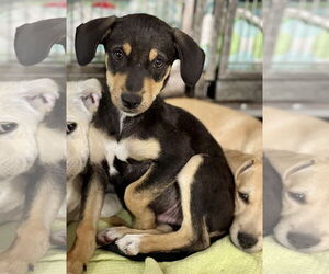 Labrador Retriever-Unknown Mix Dogs for adoption in Jefferson, NJ, USA