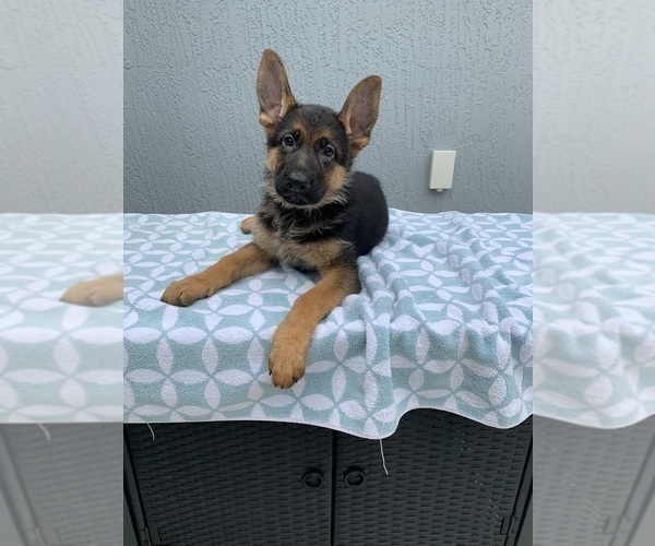 Medium Photo #4 German Shepherd Dog Puppy For Sale in DUNNELLON, FL, USA
