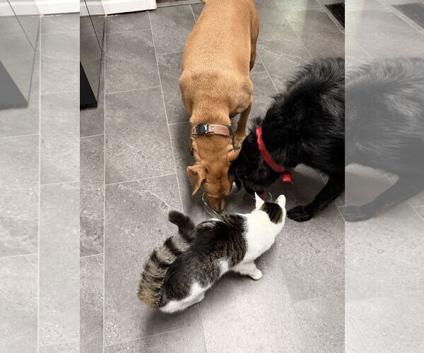 Medium Photo #7 Labrador Retriever-Rhodesian Ridgeback Mix Puppy For Sale in Virginia Beach, VA, USA