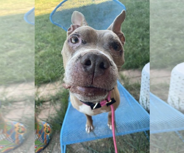 Medium Photo #2 American Pit Bull Terrier-Unknown Mix Puppy For Sale in Germantown, OH, USA