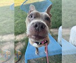 Small #1 American Pit Bull Terrier Mix
