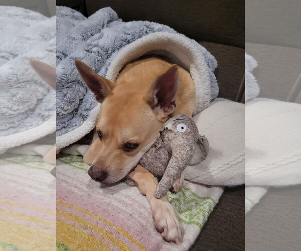 Medium Photo #6 Mutt Puppy For Sale in Oceanside, CA, USA