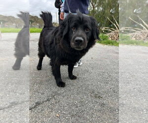 ONYX - Male Mutt Dog for Adoption - Photo #3