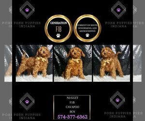 Cavapoo Puppy for sale in WARSAW, IN, USA
