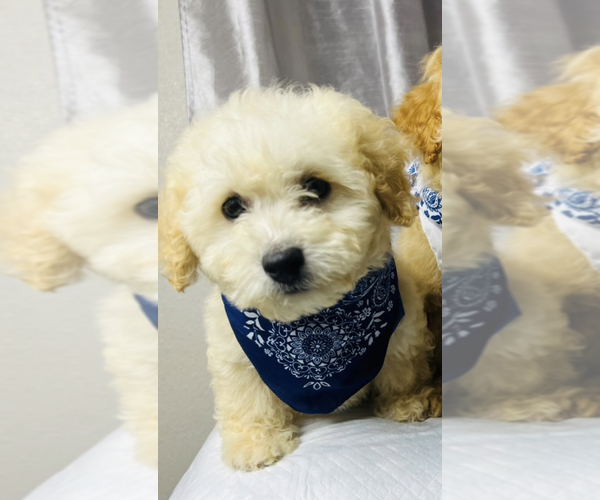Medium Photo #1 Maltipoo Puppy For Sale in TEMECULA, CA, USA