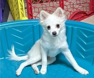 Pomimo Puppy for sale in SYRACUSE, NY, USA