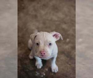 Mutt Dogs for adoption in Candler, NC, USA