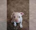 Small Mutt